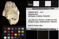 Foto (Objket + Etiketten) von Decapoda indet. 